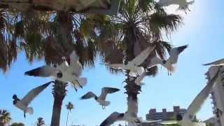 Corpus Christi - Feeding Seagulls At Cole Park