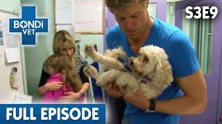 Dog Jumps Out Of Moving Car | Season 3 Ep 9 | Bondi Vet Full Episodes