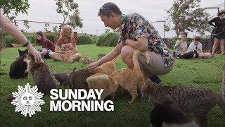 Island-Hopping:  The Lanai Cat Sanctuary