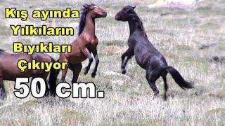 KIŞ AYINDA BIYIKLARI UZUYOR / HEM DE YARIM METRE / MUSTACHED HORSES