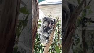 Cute Koala {Wild Life} || World Of Animals #adventure #instagood #animals #love #lion #koala #007