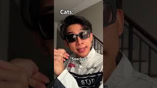 Cats are the boss ep2