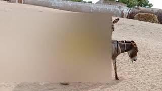 Donkeys friendship in desert thar. #viralvideo #villagelife