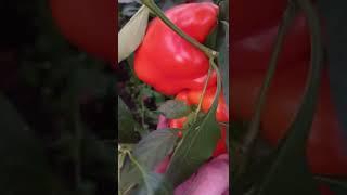 сладкий перец Пески Дакара.