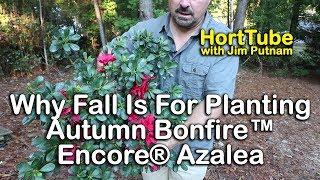 Why Fall Is For Planting - The New Autumn Bonfire™Encore® Azalea