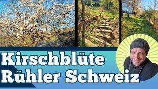 Kirschblüte in der Rühler Schweiz - eine Tour durch die Streuobstwiesen bei Golmbach