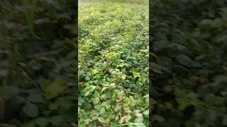 Ramesh Maurya