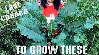 Don't Watch Unless You Want To Plant More Abundance In Your Life! Final Seed Sale 2021!!