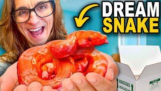 Unboxing One Of A Kind Dream Snakes!