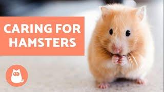 How to Look After a Hamster  Basic Care Needs