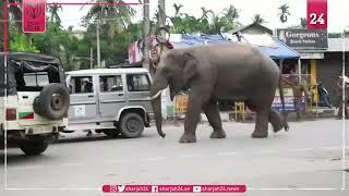 Running wild  Indian elephant ventures in city in search of food