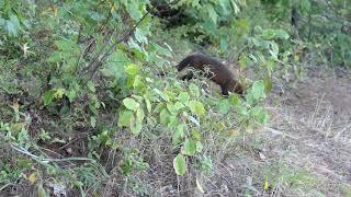 pine marten hunting