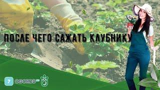 После чего сажать клубнику