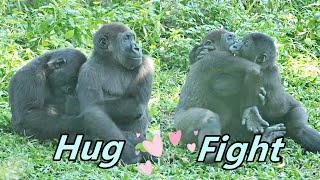 Cute gorilla brothers' hug and fight / 可愛小大猩猩兄弟Jabali & Ringo的可愛抱抱跟玩耍