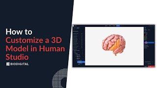 How to Customize a 3D Model in Human Studio