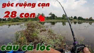 Câu Lure Cá Lóc  Câu Cá Lóc Góc Ruộng Cạn Cá Táp Như Cá Nuôi | Tâm Râu Vlog #356