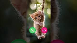 JEY CAT CALLING #funny #ringtone #cat #youtubeshorts #shorts #funnycats #catlover #shortvideo