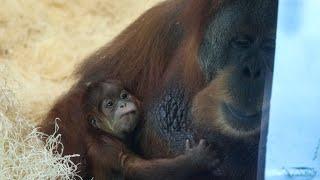 Philadelphia Zoo Celebrates Birth of Critically Endangered Sumatran Orangutan