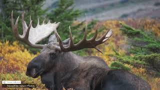 A Whole Bunch of Big Bull Moose #bullmoose #moose