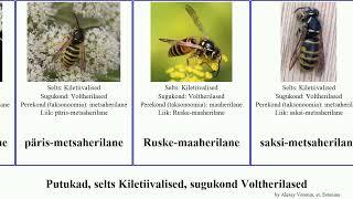 Putukad, selts Kiletiivalised, sugukond Voltherilased insect Vapsik Sweet maaherilane Hymenoptera