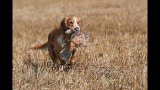 Walked Up Partridge Shooting with Spaniels