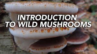 Introduction To Wild Mushrooms with Adam Haritan (Learn Your Land)