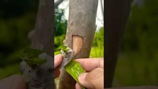 Guave grafting techniques.