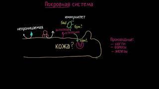 Знакомьтесь с кожей! (видео 1) | Анатомия человека | Биология