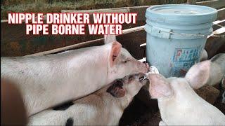 How to install nipple drinker for Pigs on a budget/ Cheapest way to provide clean water for Pigs.