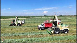 Mowing, Merging & Chopping Triticale on a Colorado Dairy Farm