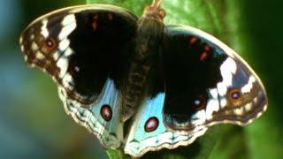 Facts About Butterflies  - Secret Nature | Butterfly Documentary | Natural History Channel