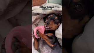 5 endearing dachshund traits #contentcreator #dachshund #doxie  #influencer #influencer #sausagedog