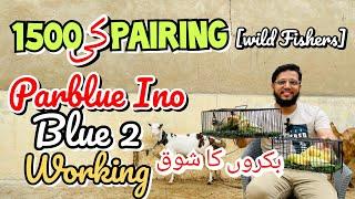 1500 ki pairing | Parblue ino Blue 2 working | bakro ka shoq vlog  wild fishers pehla shoq 