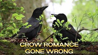 Kissing Crows - Courtship Behaviour 