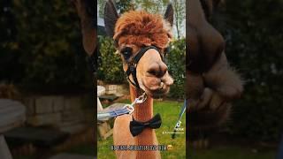 Cheshire Alpacas Weddings 