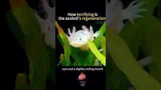 Meet the axolotl, the salamander that can regrow its heart!    #AxolotlMagic #Regeneration”