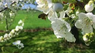 Biene befruchtet Kirschblüte