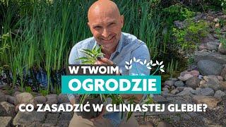 Jakie rośliny posadzić w gliniastej glebie? [W Twoim ogrodzie]