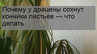 Почему у драцены сохнут кончики листьев — что делать