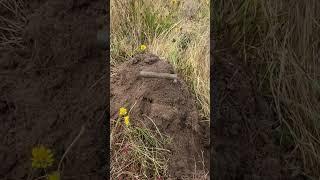 I found 3 different types in one small area! #metaldetecting #minelabmanticore
