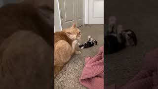 The Piteous Pussycat: So Small, So Sweet, So Sad #cat #funny #funnycat #cute #funnyvideos