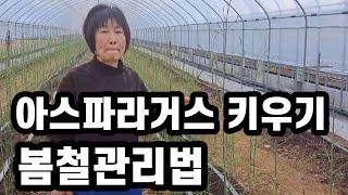 아스파라거스 재배 봄철 입경하기