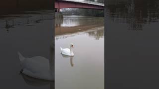 Swans and Canadian Geese Relaxing by the Water | Serene Wildlife Moments