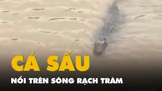 Tiền Giang thông báo phát hiện cá sấu nổi trên sông Rạch Tràm