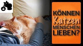 Können Katzen Menschen lieben? Liebt meine Katze mich? Wenn ja, wie zeigen Katzen ihre Zuneigung?