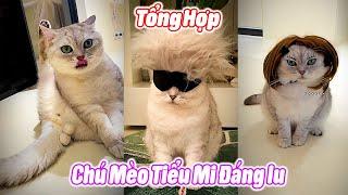 Tổng Hợp Chú Mèo Tiểu Mi Đáng Iu P2 #thúcưng #vậtnuôi #chómèohàihước #funny #pets #cat #cute
