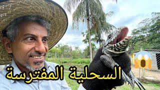 السحلية المفترسة التي تأكل الكتاكيت 