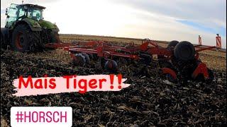 Horsch Tiger 4 MT‼️ Неперевершена робота по кукурудзі‼️ #claas #horsch