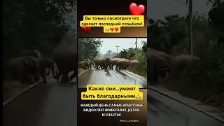 Они лучше чем мы?#животные #дослез #слон #удивительныеистории #благодарность #спасибо #мурашки #мы