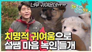 너희 산속에서 컸는데... 비만이구나? ㅋㅋㅋ 산속 깊은 곳에서 발견된 들개 7마리 구조해 건강검진해봤더니│#왜그러냥귀엽개